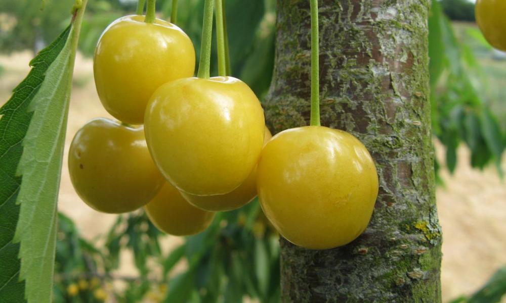 cerises jaunes