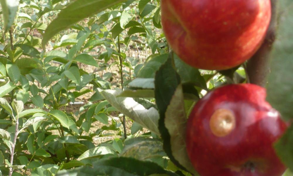 Pomme 'Rouge d'Agnat'