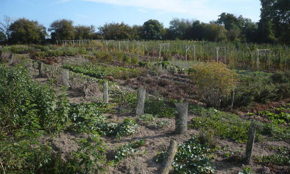 Potager fruitiers et pe pinie re